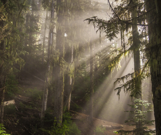Forest-unsplash