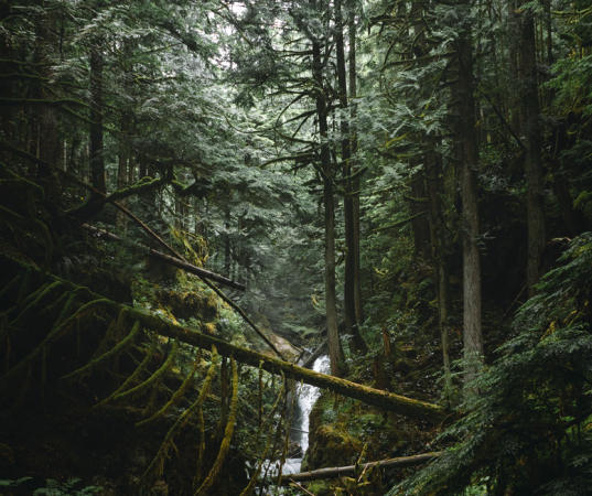 Woodstream-unsplash