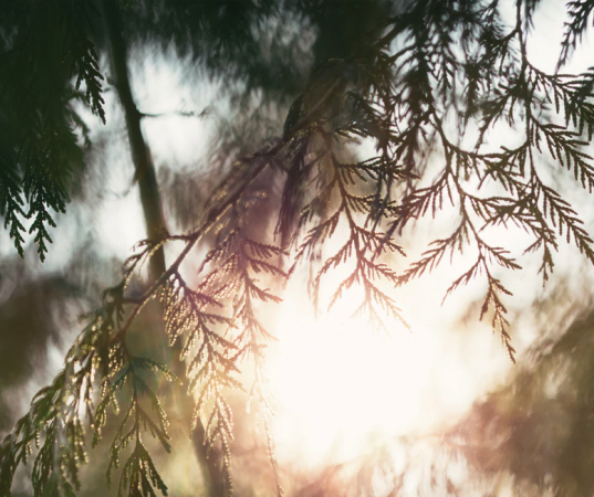 cedar-unsplash