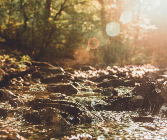 riparian-unsplash